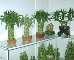 Lucky Bamboo Plants