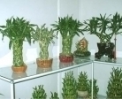 Lucky Bamboo Plants