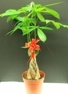 Money Trees
