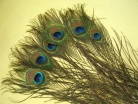 Peacock Feather