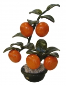 Jade Tangerine Plant